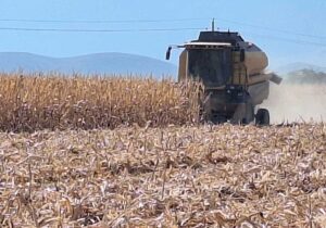 پیش بینی برداشت ۱۳ هزار و ۸۰۰ تن ذرت دانهای از مزارع حاجیآباد هرمزگان