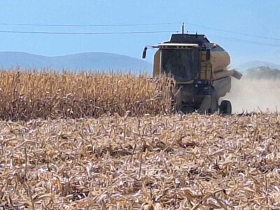 پیش بینی برداشت ۱۳ هزار و ۸۰۰ تن ذرت دانهای از مزارع حاجیآباد هرمزگان