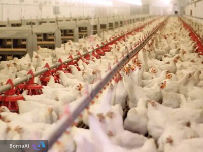 تولید نخستین مکمل آشامیدنی برای تقویت سیستم ایمنی مخاطی طیور در خاورمیانه