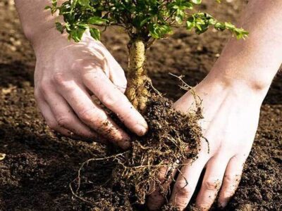 هفت هزار هکتار از اراضی استان مرکزی زیر پوشش بذرکاری قرار گرفت