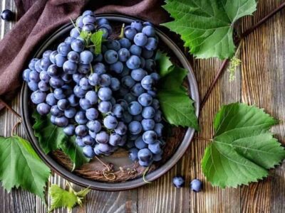 عصاره انگور فرنگی سیاه ناجی بیماران دیابتی شد