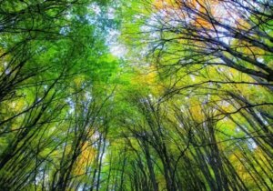 هشدار به یونسکو درباره وضعیت هیرکانی