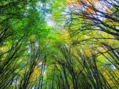 هشدار به یونسکو درباره وضعیت هیرکانی