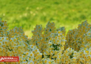 رتبه‌های برتر خوزستان در تولید گل و گیاهان زینتی کشور / ظرفیت بالا برای توسعه صادرات