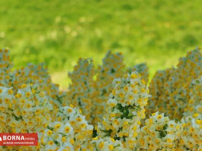 رتبه‌های برتر خوزستان در تولید گل و گیاهان زینتی کشور / ظرفیت بالا برای توسعه صادرات