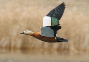 آغاز زمستان با پرواز آنقوتها / نخستین مهمانان سیبری بر تالاب سولدوز نشستند