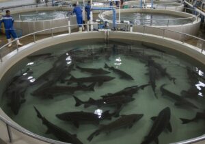 چشمانداز روشن پرورش مرواید سیاه در کهگیلویه و بویراحمد