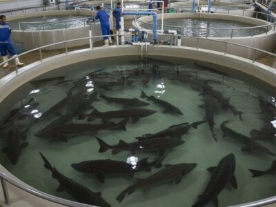 چشمانداز روشن پرورش مرواید سیاه در کهگیلویه و بویراحمد