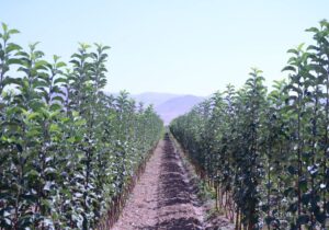 ایران جزو ۱۰ کشور اول دنیا در تولید محصولات باغبانی است