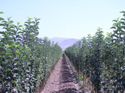 ایران جزو ۱۰ کشور اول دنیا در تولید محصولات باغبانی است