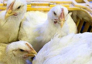 کشف ۴ هزار و ۵۹۰ قطعه مرغ زنده قاچاق در سربیشه