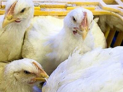 کشف ۴ هزار و ۵۹۰ قطعه مرغ زنده قاچاق در سربیشه