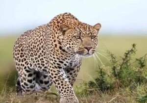 مشاهده یک قلاده پلنگ ایرانی در الموت قزوین