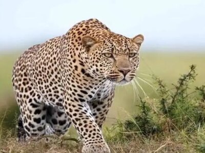 مشاهده یک قلاده پلنگ ایرانی در الموت قزوین