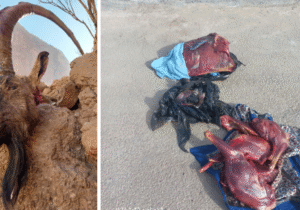 دو شکارچی کل وحشی در ارتفاعات ساغند اردکان دستگیر شدند