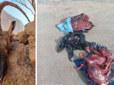 دو شکارچی کل وحشی در ارتفاعات ساغند اردکان دستگیر شدند