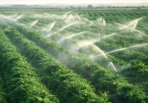 نجات آب در اقلیمی خشکو خاص / هرمزگان الگوی نوین آبیاری در کشور