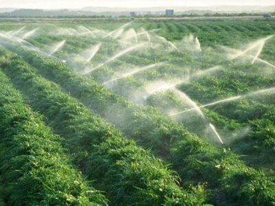 نجات آب در اقلیمی خشکو خاص / هرمزگان الگوی نوین آبیاری در کشور