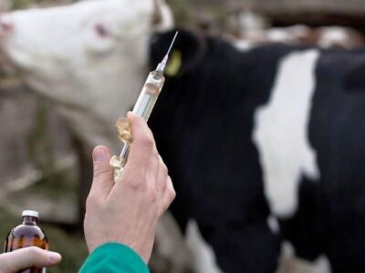 دامهای شیری پربازده هدف ویروس «تب برفکی» / سرعت سرایت تا ۲۵ برابر کرونا