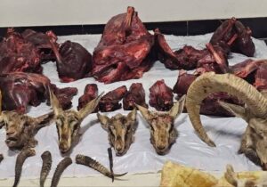 شناسایی شکارچیان متخلف در طبس