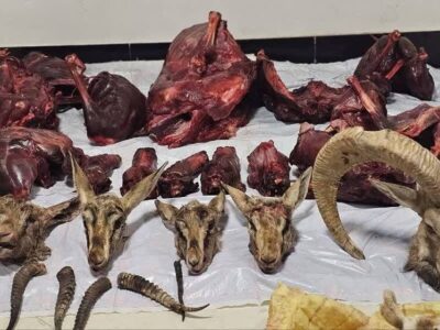 شناسایی شکارچیان متخلف در طبس