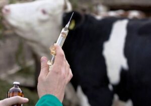 تشدید واکسیناسیون و نظارت میدانی برای جلوگیری از تب برفکی