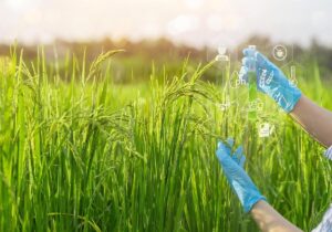 تولید برنج سالم‌تر و ارزان‌تر با یک تکنولوژی نانو!