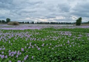 پیشروی شیطان آبی در مازندران/ خطر نابودی آببندان ها را باید جدی بگیریم