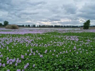 پیشروی شیطان آبی در مازندران/ خطر نابودی آببندان ها را باید جدی بگیریم