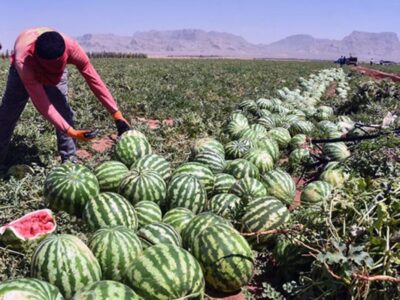 برداشت هندوانه خارج از فصل در میناب آغاز شد