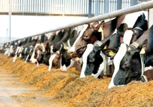 پرداخت بالغ بر ۱۱۰ میلیارد ریال تسهیلات پرواربندی به دامداران یزدی