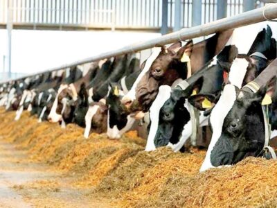 پرداخت بالغ بر ۱۱۰ میلیارد ریال تسهیلات پرواربندی به دامداران یزدی