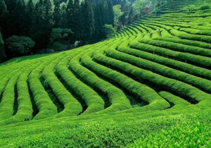 رشد چشمگیر صادرات چای ایران/ بازار داخلی و خارجی تقویت شد