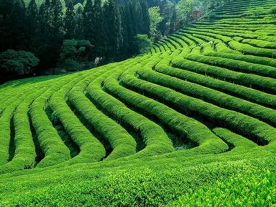 رشد چشمگیر صادرات چای ایران/ بازار داخلی و خارجی تقویت شد