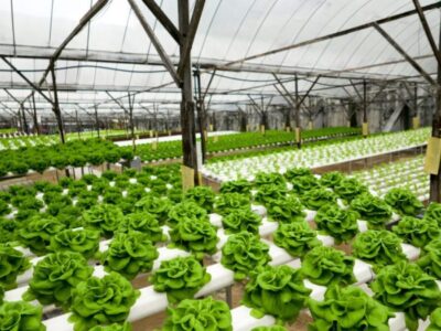 توسعه کشتهای گلخانهای؛ فعالیت ۲۵ هکتار گلخانه در شهرستان قزوین