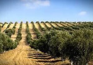 تحول در تولید زیتون با بهرهگیری از دانش روز و فناوریهای نوین