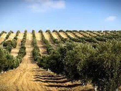 تحول در تولید زیتون با بهرهگیری از دانش روز و فناوریهای نوین