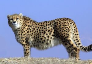 یوزپلنگ نر «هیوا» در پارک ملی توران شاهرود مشاهده شد