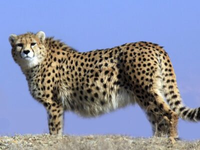 یوزپلنگ نر «هیوا» در پارک ملی توران شاهرود مشاهده شد