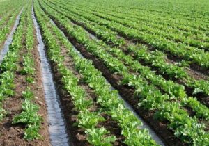 استفاده از روشهای نوین مالی در بخش کشاورزی استان مرکزی