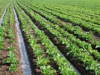 استفاده از روشهای نوین مالی در بخش کشاورزی استان مرکزی