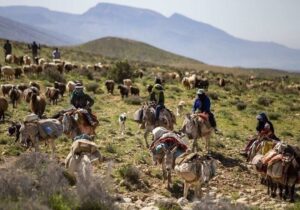 وضعیت اضطراری در مناطق عشایرنشین فارس اعلام شد