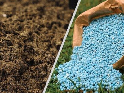 جذب و توزیع بیش از ۲۳ هزار تن کود شیمیایی در چهارمحال و بختیاری