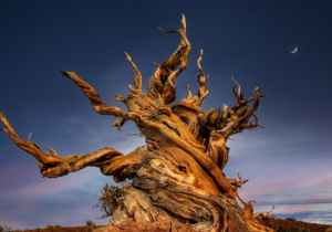 “پرومتئوس” قدیمیترین موجود زنده کره زمین که توسط انسان از بین رفت+عکس