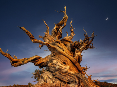 “پرومتئوس” قدیمیترین موجود زنده کره زمین که توسط انسان از بین رفت+عکس