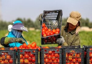 معاون وزیر جهادکشاورزی: نوسازی باغهای هرمزگان با ارقام تجاری و مقاوم در دستور کار است