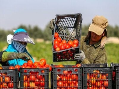 معاون وزیر جهادکشاورزی: نوسازی باغهای هرمزگان با ارقام تجاری و مقاوم در دستور کار است