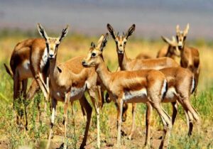 آغاز سرشماری پستانداران بزرگجثه در منطقه حفاظتشده باشگل تاکستان