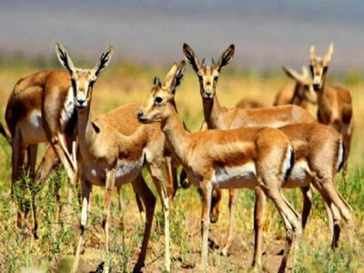 آغاز سرشماری پستانداران بزرگجثه در منطقه حفاظتشده باشگل تاکستان