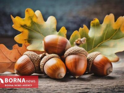 نوشیدنی «ژاوا» بازخوانی هوشمندانه یک تاریخ فراموش‌شده در مقاومت مردم غرب کشور